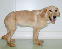 Azur è uno dei cani trattati da adulto con cellule staminali ottenute da un donatore